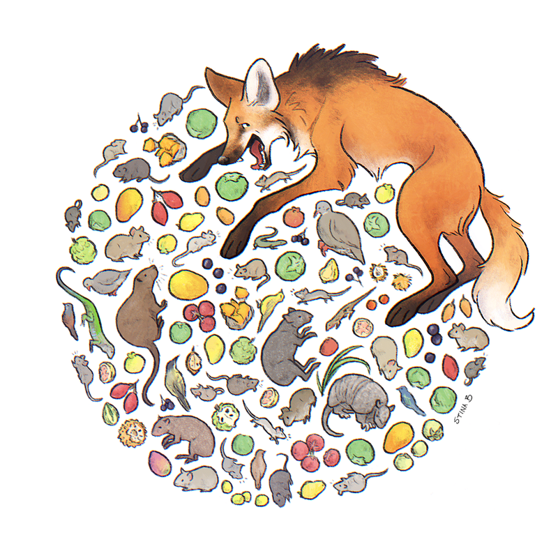 Digital art of a maned wolf. Various colorful South American fruits and small animals form a circle around them.