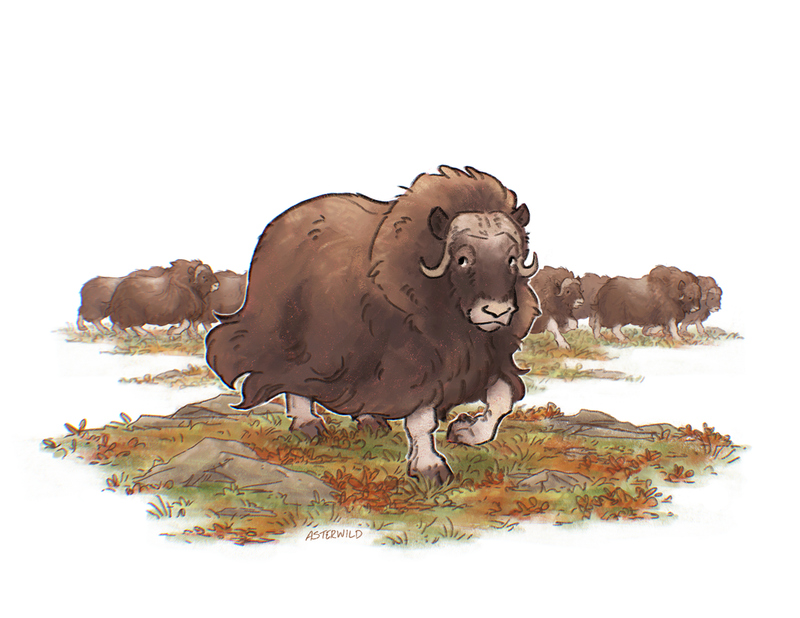 Vignette illustration of a muskox trotting towards the viewer over ground strewn with rocks and low autumn-colored foliage. A herd of muskox runs across the background in one large mass.
