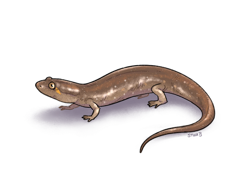 Digital illustration of a Pascagoula dusky salamander on a blank white background.