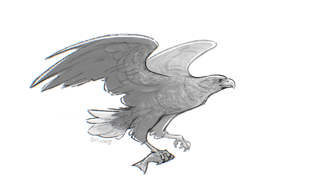 Black and white drawing of a white-tailed eagle in flight, clutching a fish in its talons.